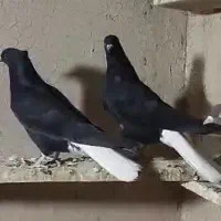 شش عدد اشعل