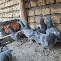 کبوتر پلاکی