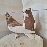 درود نر ماده طوق زرد شازه ای هم تو زردی هس|پرنده|شیراز, دارالرحمه|دیوار