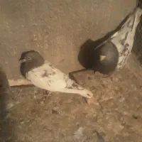 ساده افشون وکله