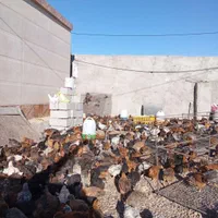 جوجه مرغ جهادی بوقلمون برنز بیوتی گوشتی (خواجه)|حیوانات مزرعه|زابل, |دیوار