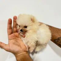 پامر سایز ریز (مینیاتوری)  ، ۲ سر خرسی|سگ|بندر انزلی, لاله|دیوار