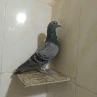 فروش کبوتر نر پلاکی