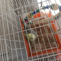 عروس هلندی