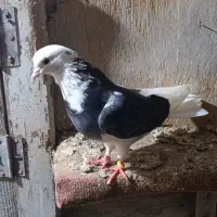 کبوتر|پرنده|گمیشان, |دیوار