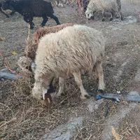 16 عدد میش جوان بره دار و آبستن فروش نقدی
