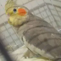 عروس هلندی ماده