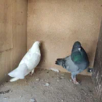 نر پاکستانی ماده کلدار|پرنده|قم, شاد قلی|دیوار
