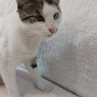 واگذاری گربه رایگان|گربه|اصفهان, سپاهانشهر|دیوار