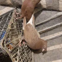 شامی4500دمسفید2300