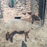 میش افشاری و بره|حیوانات مزرعه|مسجد سلیمان, |دیوار