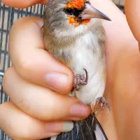 سهره نر