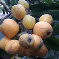 انبو/ انبه محلی