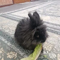 خرگوش|موش و خرگوش|جوانرود, |دیوار