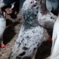 این کبوتر سار گم شوده