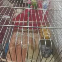 دوعددمرغ عشق بادوتاجوجه۱۶۰۰|پرنده|سنندج, |دیوار