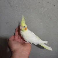 قفس|لوازم جانبی حیوانات|قوچان, |دیوار