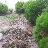 زدن علف حرز با دستگاه علف تراش