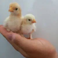 جوجه کوشین رد متلد
