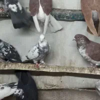 کفتر تهرانی|پرنده|بهارستان, |دیوار