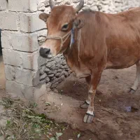 گاو شیری آروم|حیوانات مزرعه|قشم, |دیوار