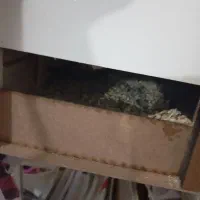 فروش عروس هلندی جفت مولد با قفس وجوجه|پرنده|شوش, |دیوار