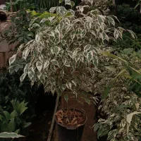 گل و گیاه آپارتمانی