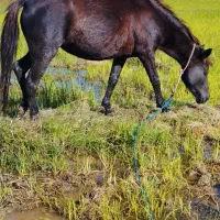 مادیان مشکی آبستن 5سال|اسب و تجهیزات اسبسواری|پرهسر, |دیوار