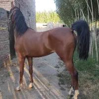 اسب مادیان ۳ سال|اسب و تجهیزات اسبسواری|تهران, جوادیه|دیوار