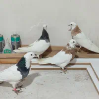طوقی|پرنده|همدان, |دیوار