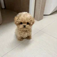 سگ زیبا|سگ|کرمان, |دیوار