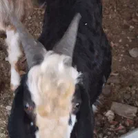 چوش های خوب چاق هردونر|حیوانات مزرعه|گنبد کاووس, |دیوار