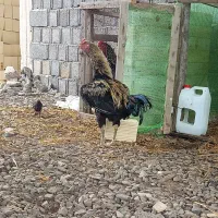 خروس لاری جوان