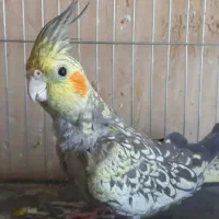 پرنده زیباعروس