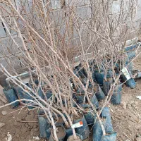 فروش نهال پسته پیوندی و کشت بافت|خدمات باغبانی و درختکاری|تهران, امجدیه (خاقانی)|دیوار