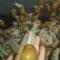 حلزون آلبینو روداتزی آچاتینا