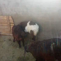 ۳راس بره نر فروشی میش بز