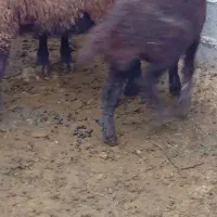 بره ماده افشاری سالم