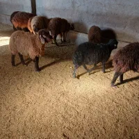 گوسفند|حیوانات مزرعه|هریس, |دیوار