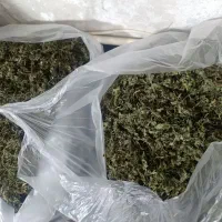 چوچاق جنگلی خشک شده