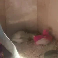 فروش جوجه