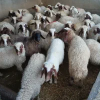 بره نر و ماده|حیوانات مزرعه|ماهیدشت, |دیوار