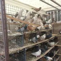 کفتر پرش سنگین تعدادی کفتر پرش سنگین|پرنده|شهریار, ابراهیمآباد|دیوار