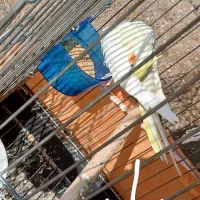 عروس هلندی|پرنده|چمران, |دیوار