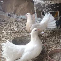 کبوتر دمچتری سینه لرزان