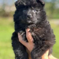 ژرمن بلک شولاین و ورک لانگ کینگ|سگ|تهران, صادقیه|دیوار