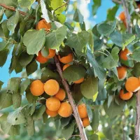 نهال زردآلو پربازده و شیرین|خدمات باغبانی و درختکاری|میانه, |دیوار