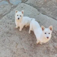 توله پاکوتاه