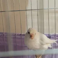 قناری ماده|پرنده|پردیس, فاز ۳|دیوار