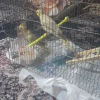 دو عدد طوطی عروس هلندی|پرنده|رشت, سلیمانداراب|دیوار